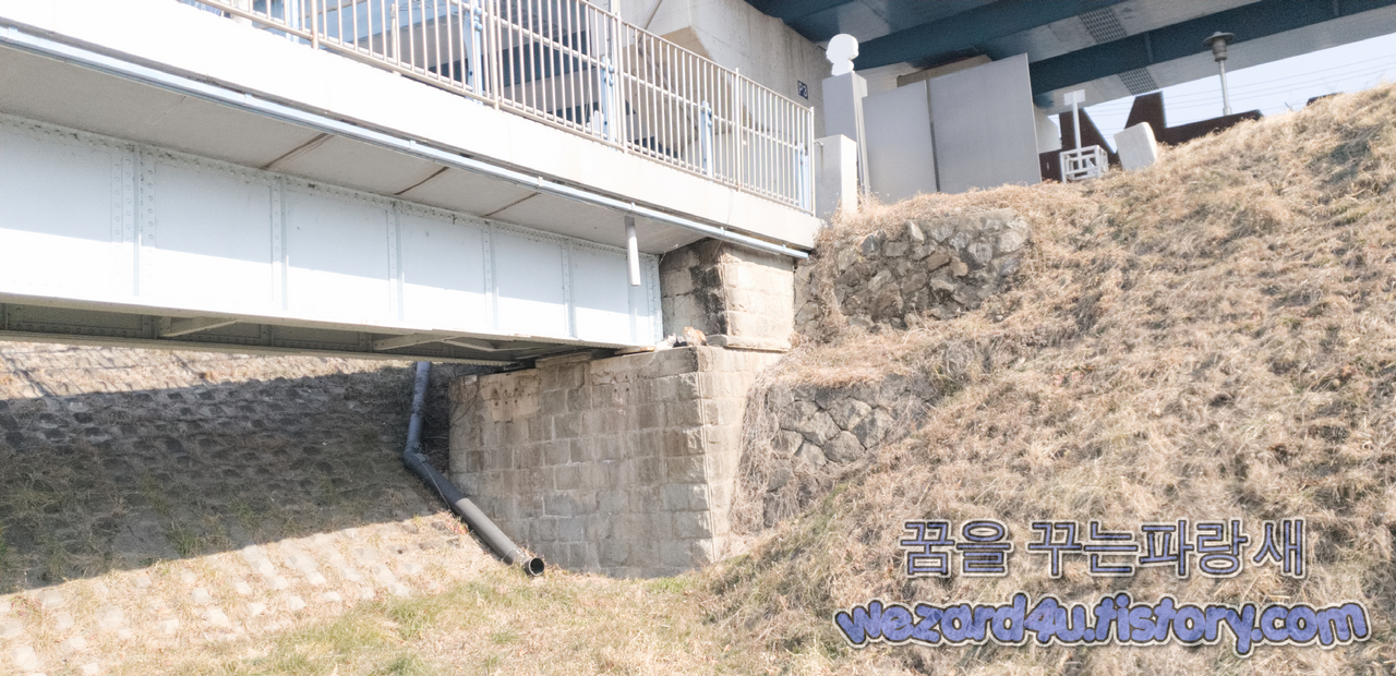 왜관 호국의 다리 길고양이