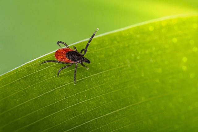 쯔쯔가무시병 쓰쓰가무시병증상 유행성출혈열