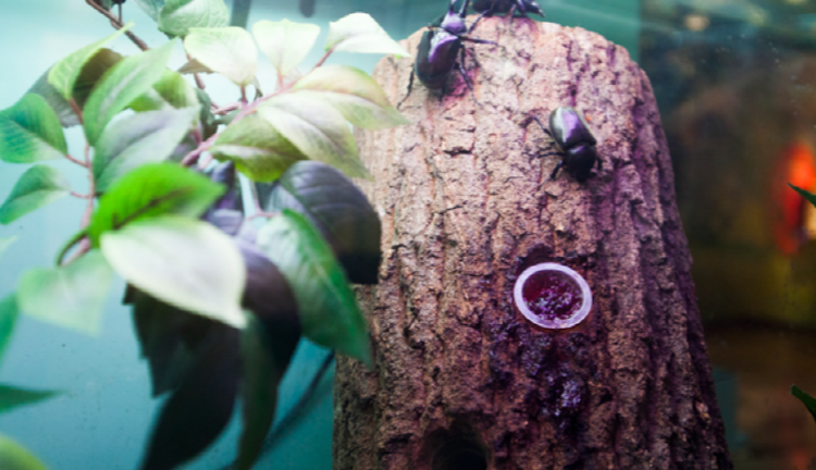 양평 곤충박물관