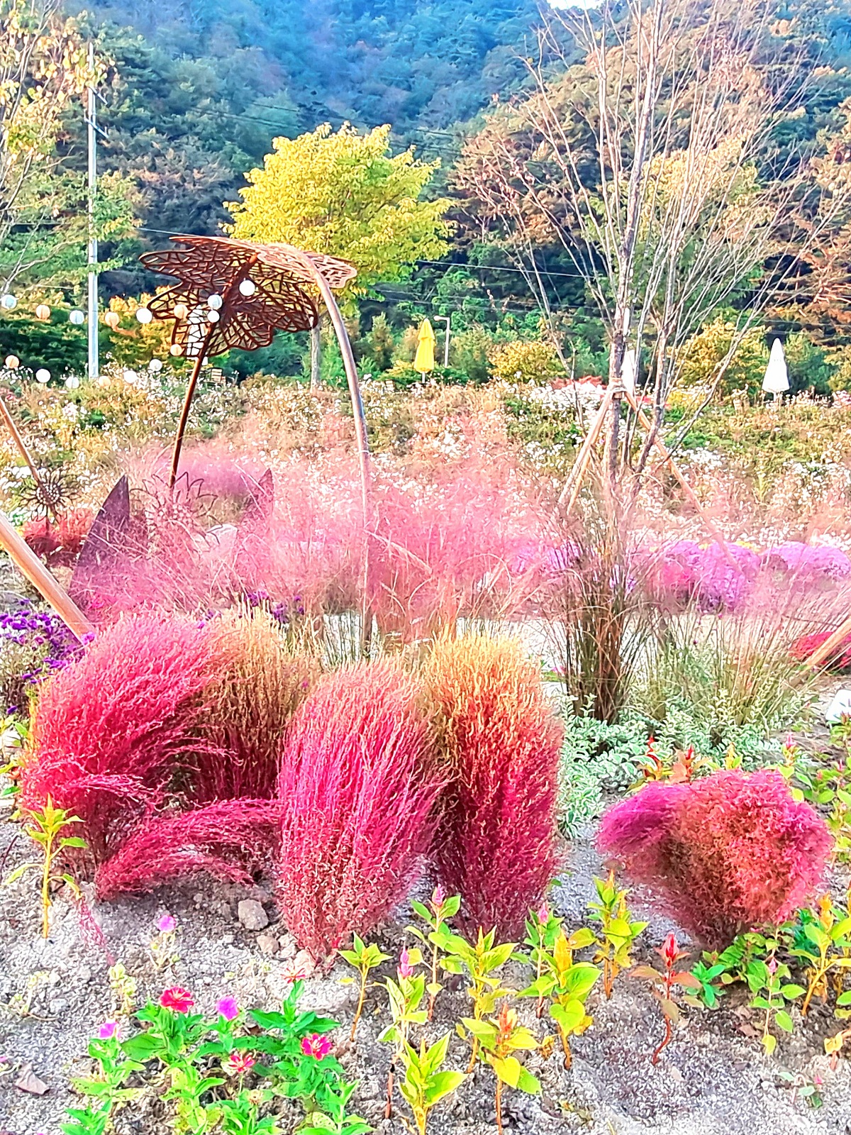 2024 강원도 인제 가을꽃 축제: 꽃길만 걷자 노을빛 국화 풍경, 단풍 후기 (10.17.)