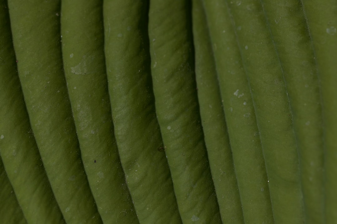 Licorice