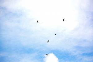 하늘을 날으는 새