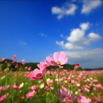 웨이뷰 코스모스 축제