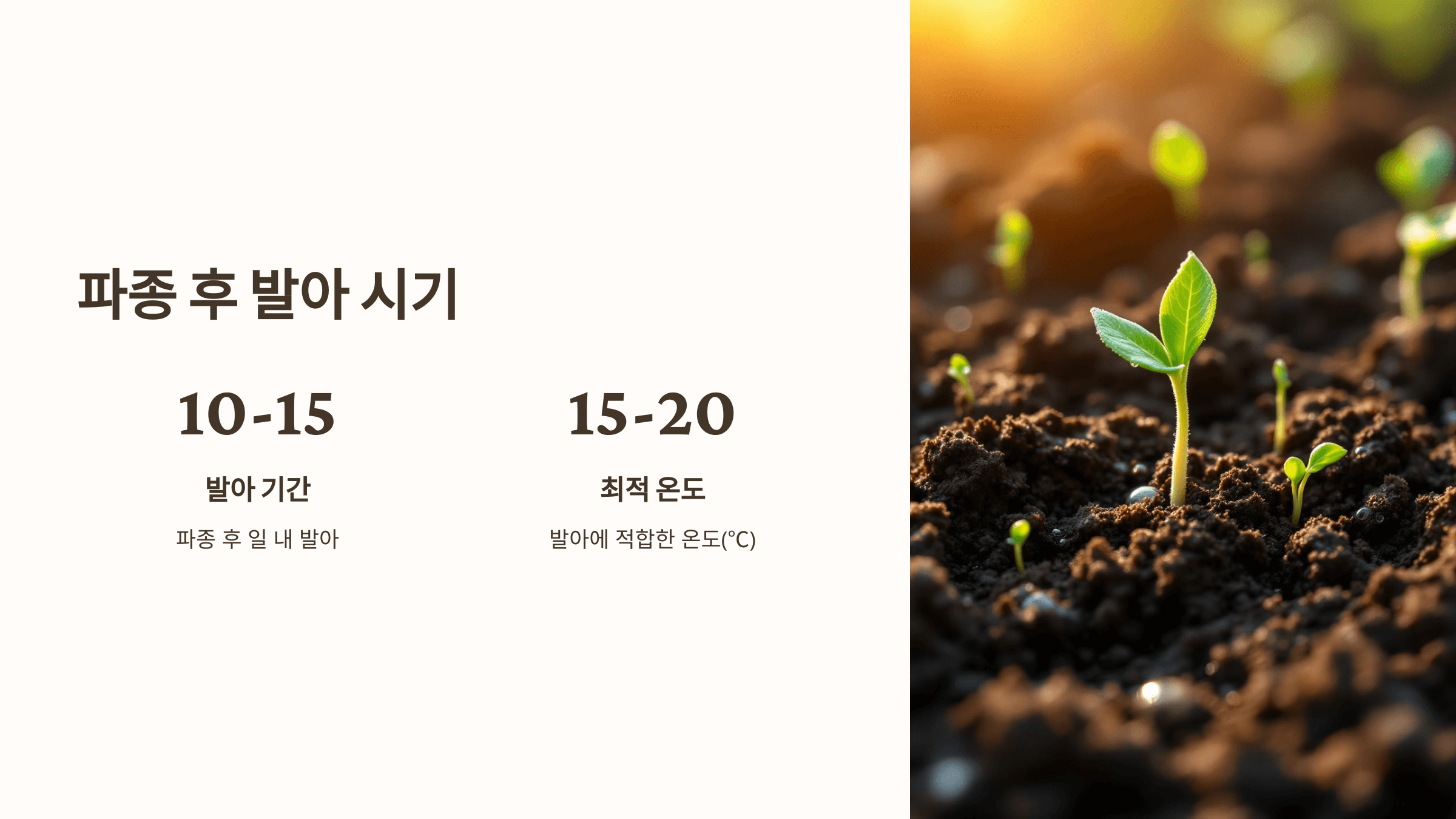 도라지 사진입니다.