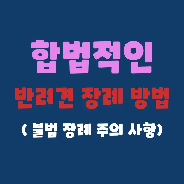 합법적인 반려견 장례 방법과 불법 장례 주의사항