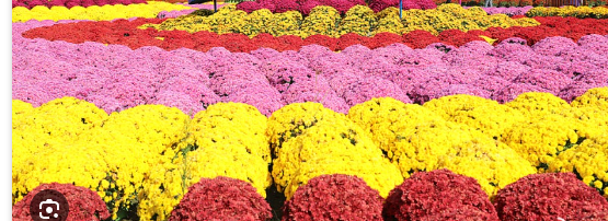 인제가을꽃축제장 가을 꽃바다 속 힐링 여행 가이드