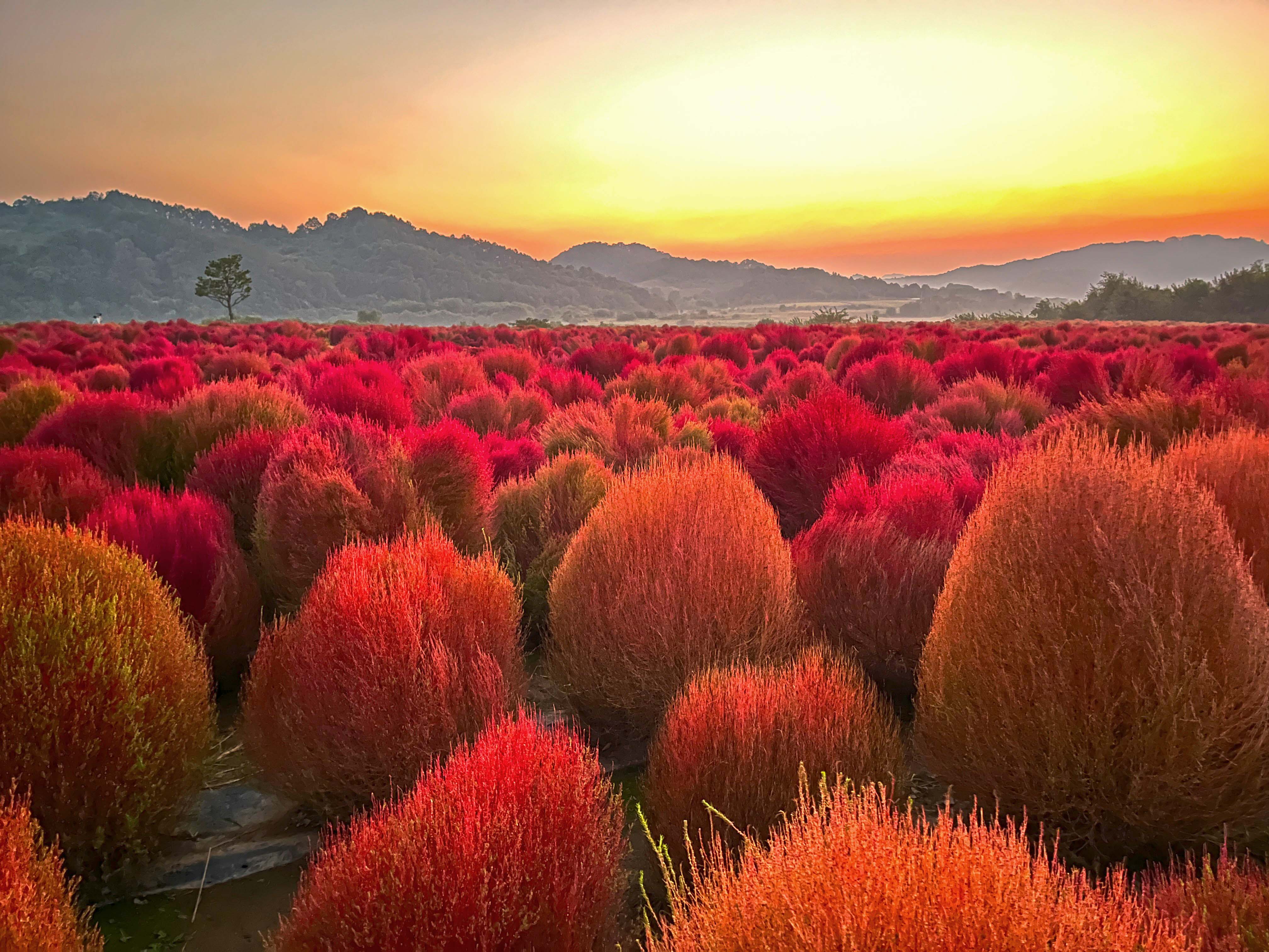 연천 임진강 댑싸리 공원