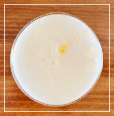 강원도 아리비어 윤바이젠