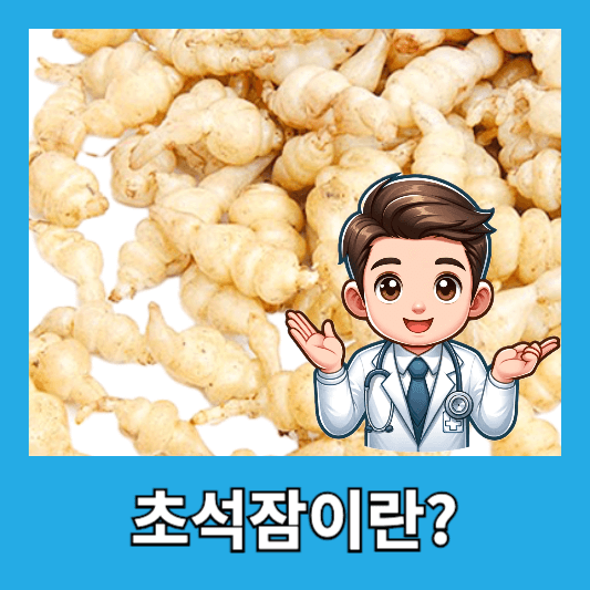 초석잠이란?