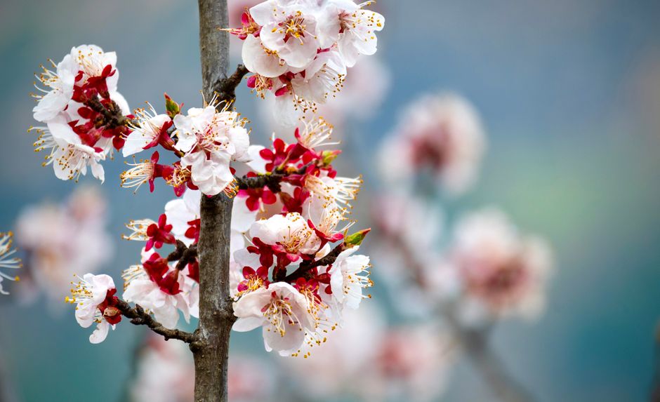 Close-up of pink cherry blossoms on a tree branch, highlighting delicate floral details.