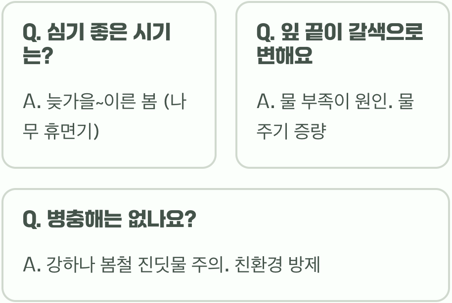 화이트핑크셀릭스 키우기 A to Z (묘목 심기부터 관리까지)