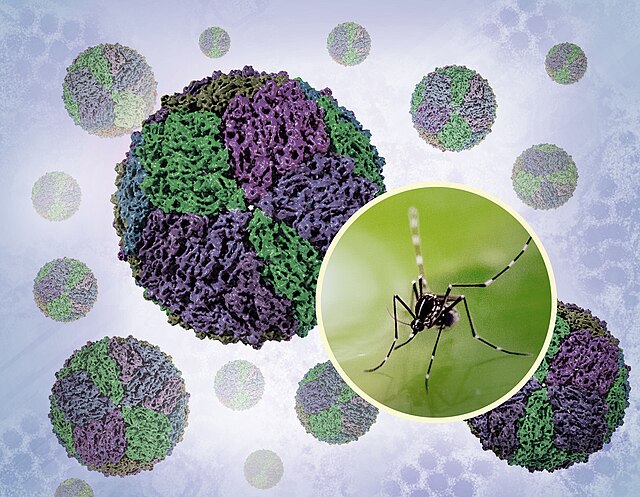 Aedes Mosquito and Renderings of Dengue Virions @NIAID