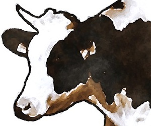 젖소 락토페린 단백질