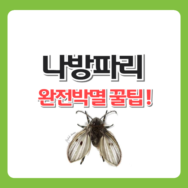 나방파리 완전박멸 꿀팁!