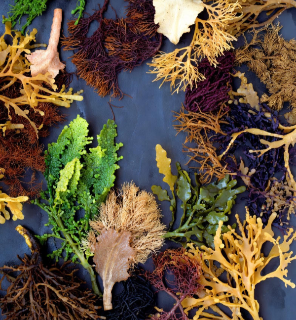 멜라딥도스 효능