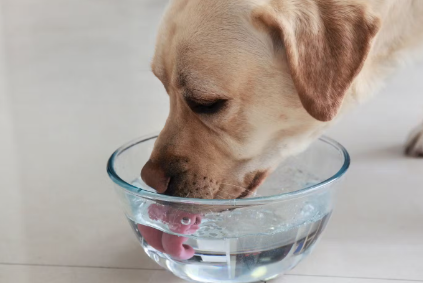 개가 도저히 물이 가지 않을 때의 대처법.