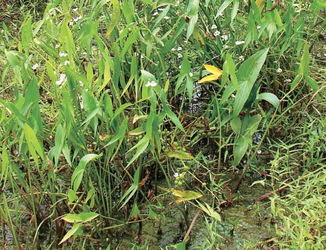 항염 작용으로 염증 완화