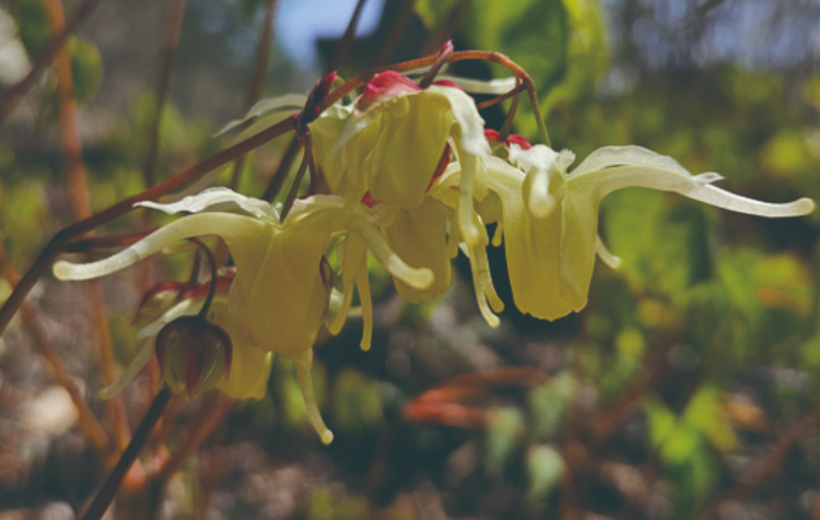 국립한국자생식물원