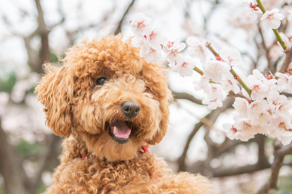 벚꽃 (Cherry Blossom)