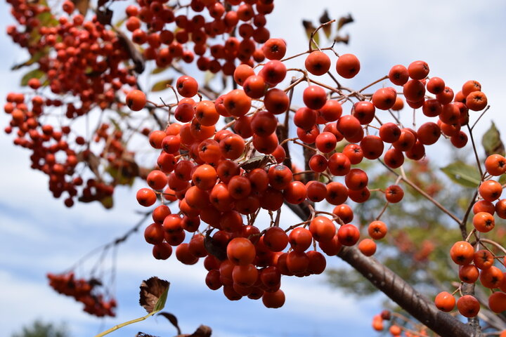 마가목 효능 총정리