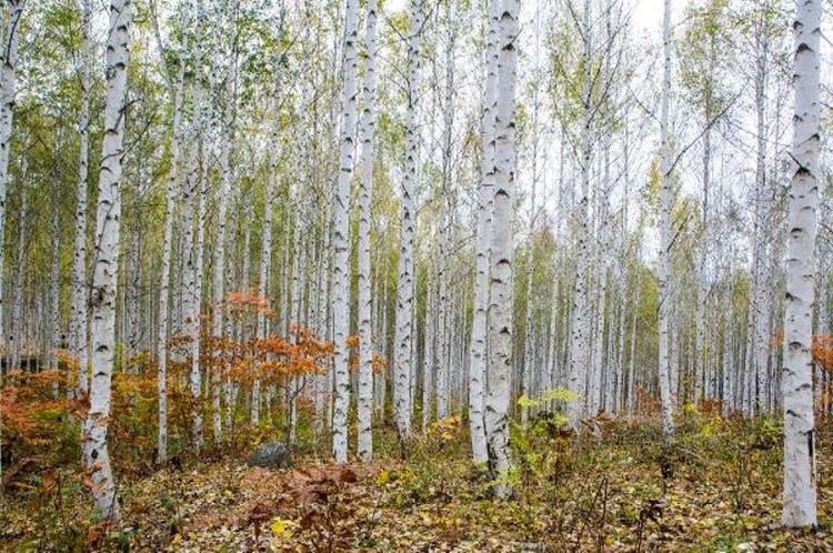 인제 자작나무숲