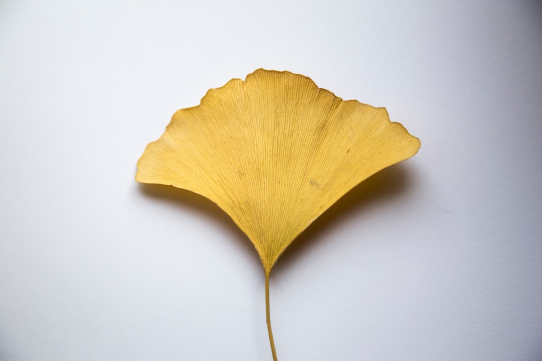 Ginkgo