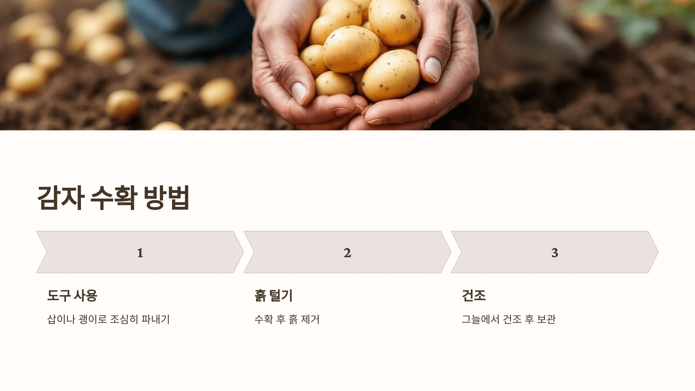 감자 사진입니다.