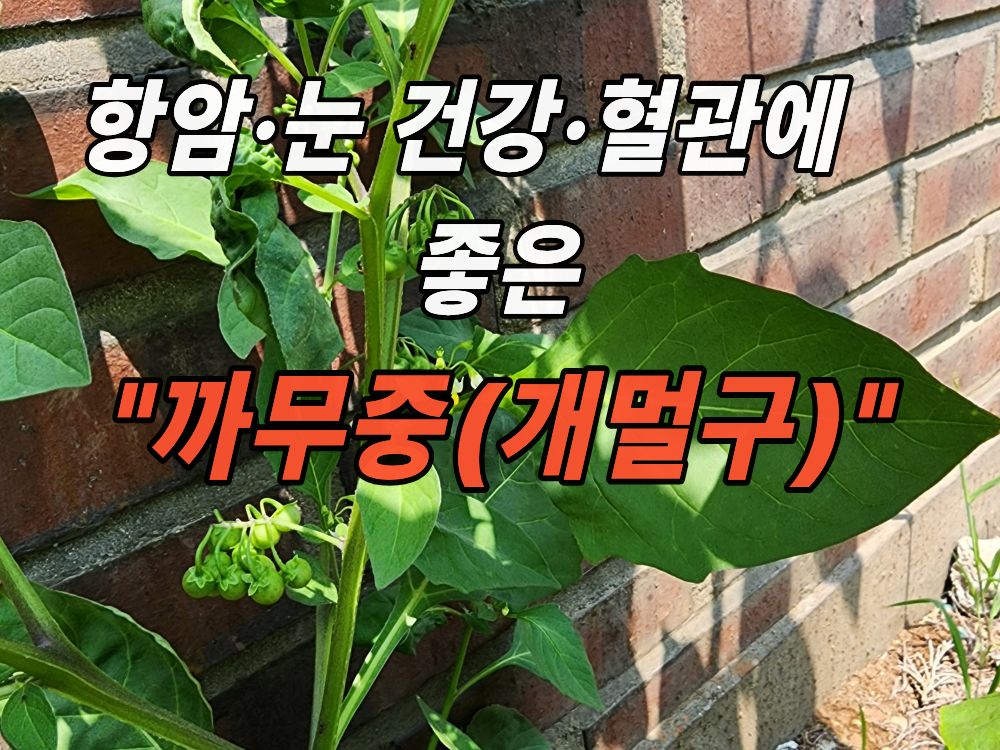 회사 화단에서 자라는 까마중(개멀구)
