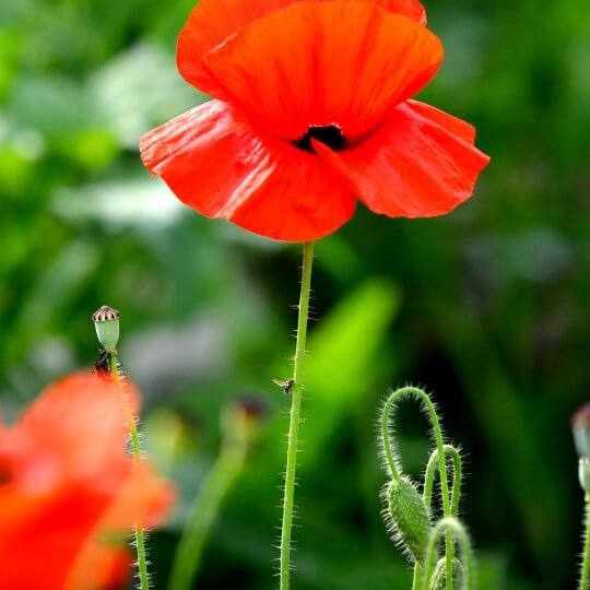 양귀비 꽃양귀비 구분