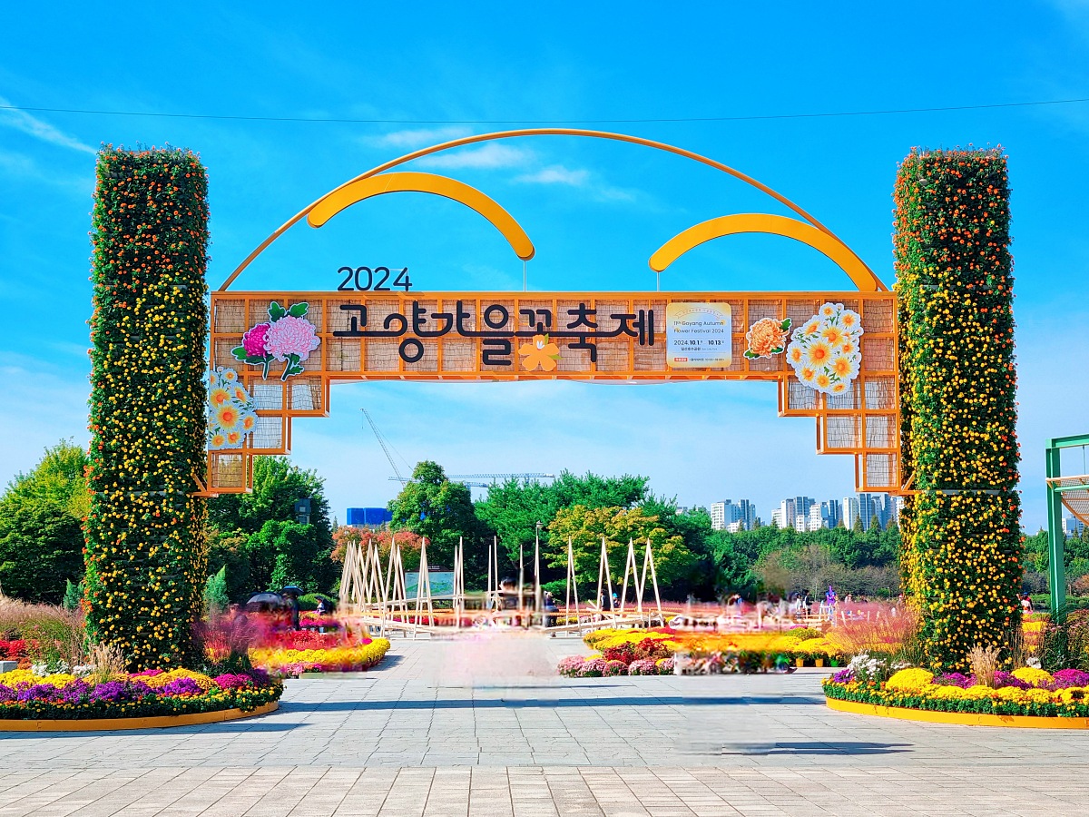 서울 근교 가을꽃 만발한&amp;#44; 경기도 고양시 강매석교공원 창릉천 코스모스축제