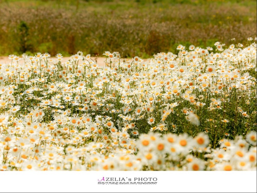 울산 슬도 데이지