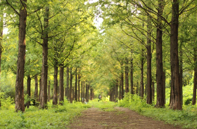 미세 숲이란 무엇인가? 도시의 숨통을 틔우는 녹색 해법
