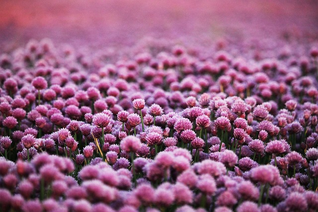 바퀴벌레 꿈해몽