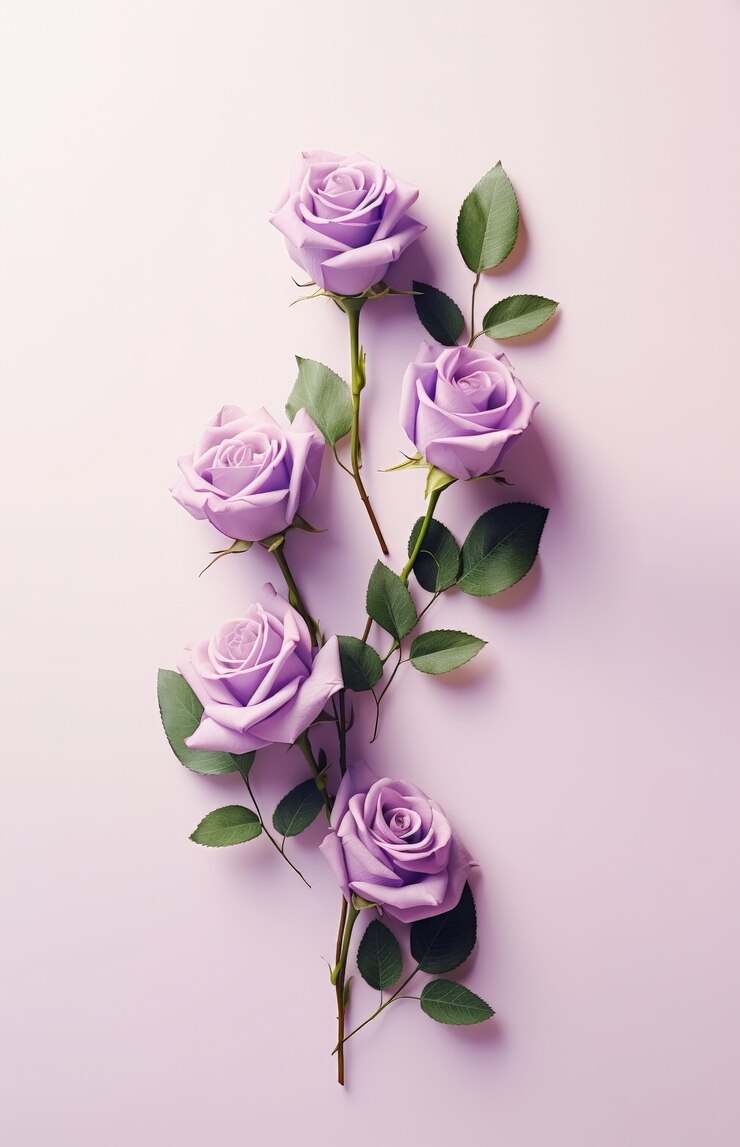 보라 장미 – ‘신비로움’과 ‘첫눈에 반한 사랑’