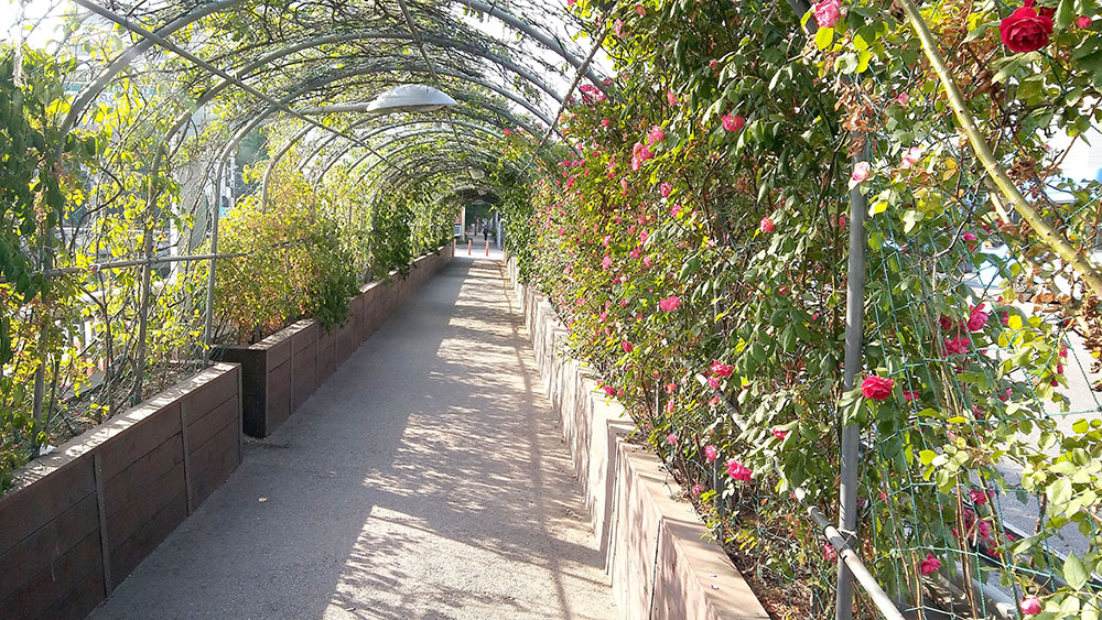 봉산·앵봉산 장미