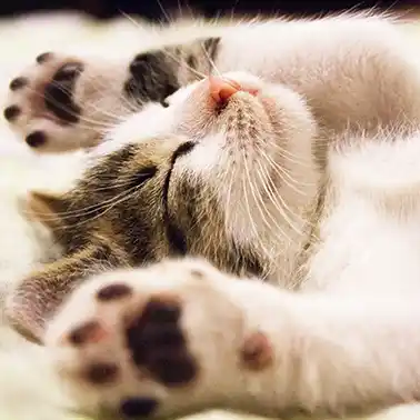 개고양이 해외여행 검역증명서