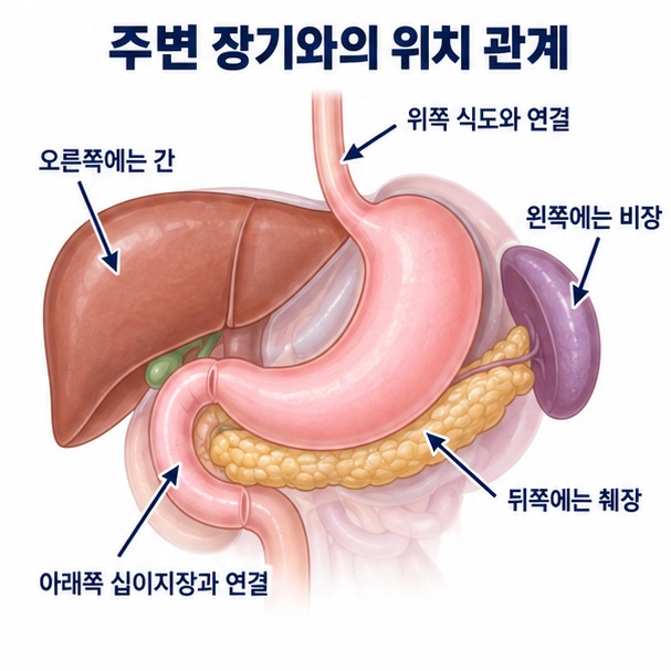 위 주변의 간 비장 췌장 십이지장과의 위치 관계를 이해하기 쉽게 정리한 이미지