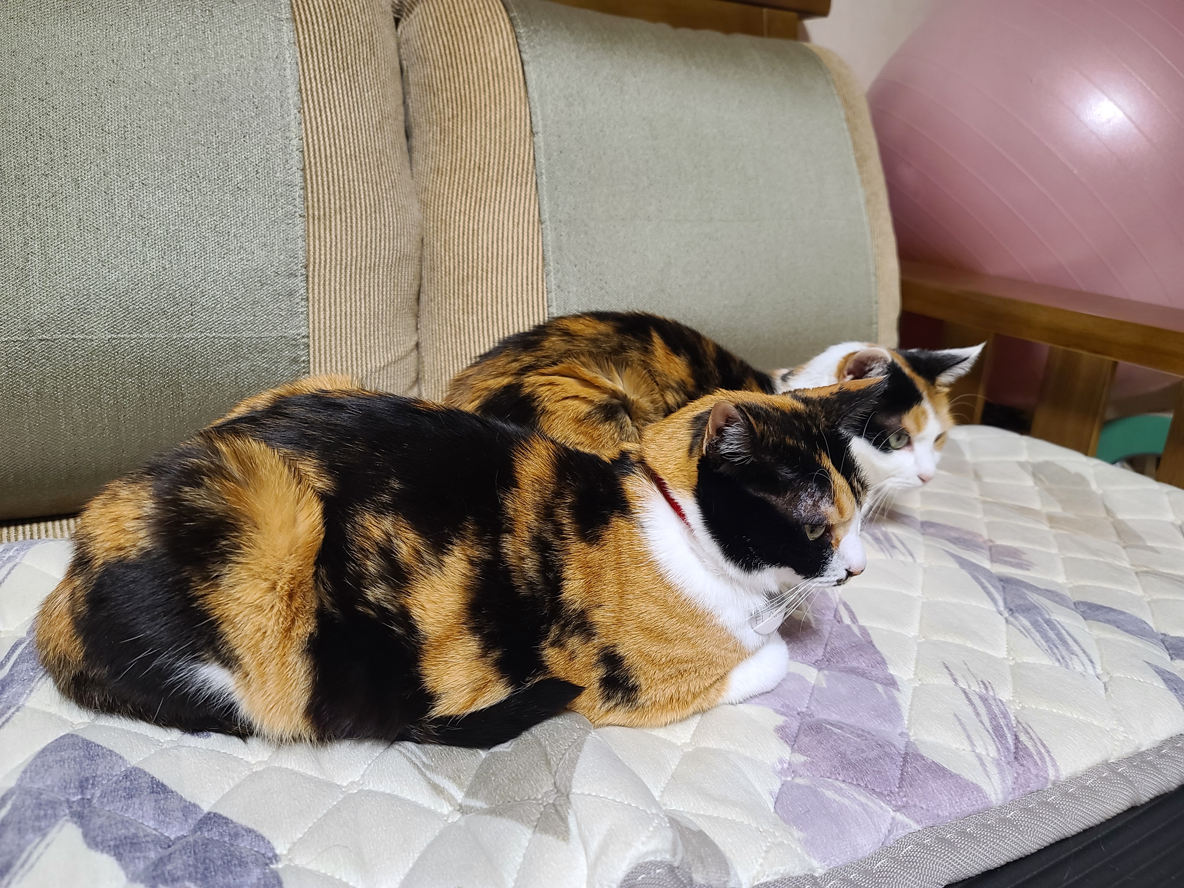 우리집 고양이들에게 전기장판은 선택이 아닌 필수! 보일러가 고장난 3일동안 아홉냥이들은...