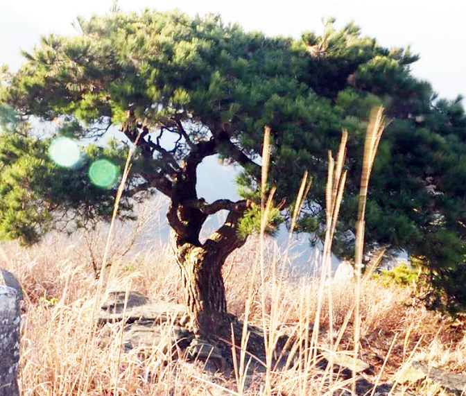 무등산에-자리-잡은-소나무