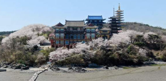 태안 안면암 벗꽃길 전경 사진