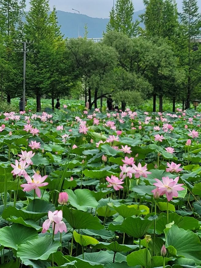세미원 연꽃축제와 양평 가볼만한 곳 추천