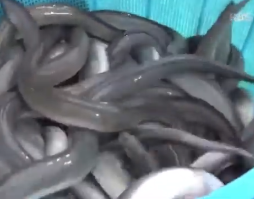 민물장어