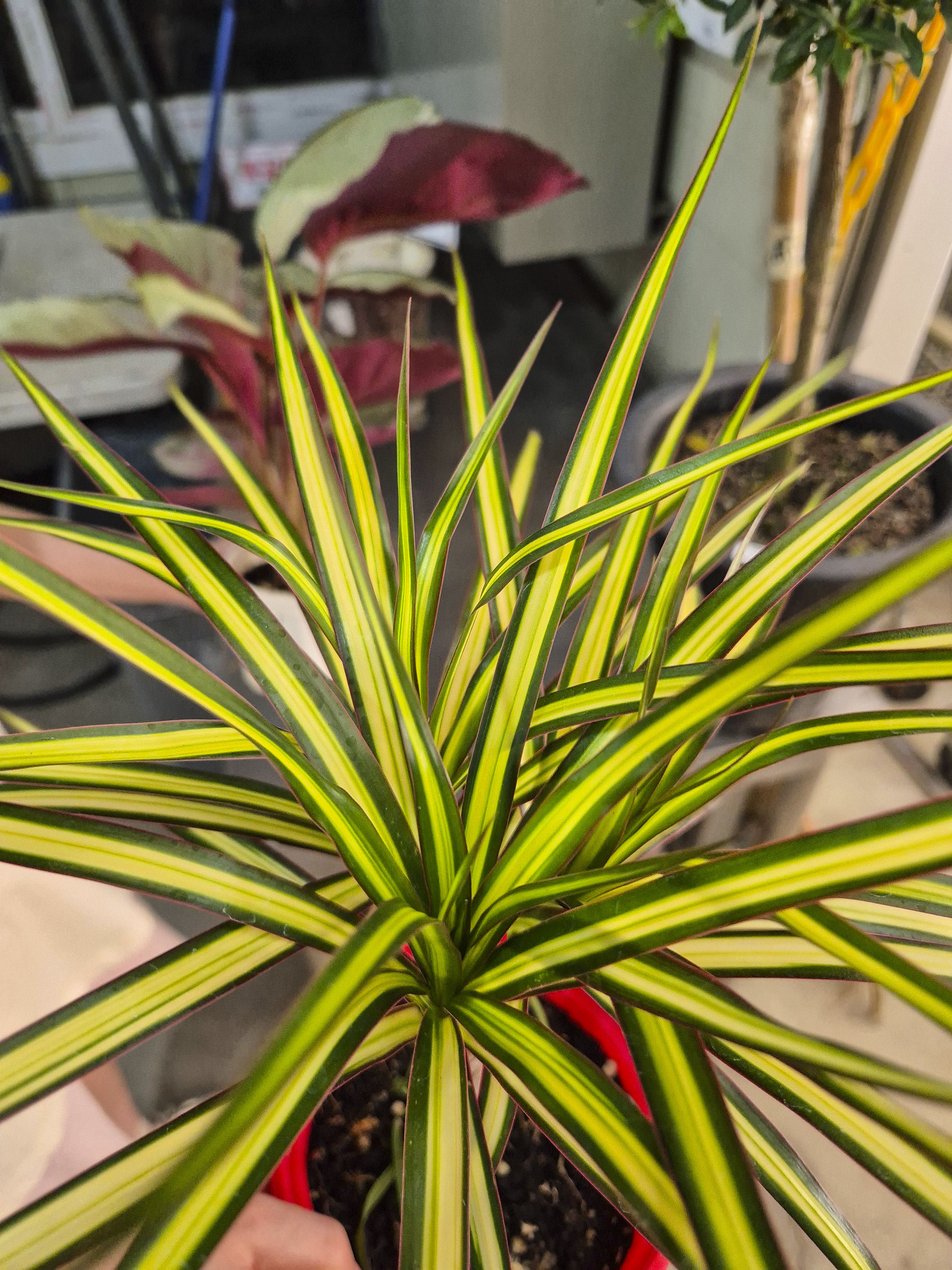 집에 인테리어 한 마지나타 럭키 식물