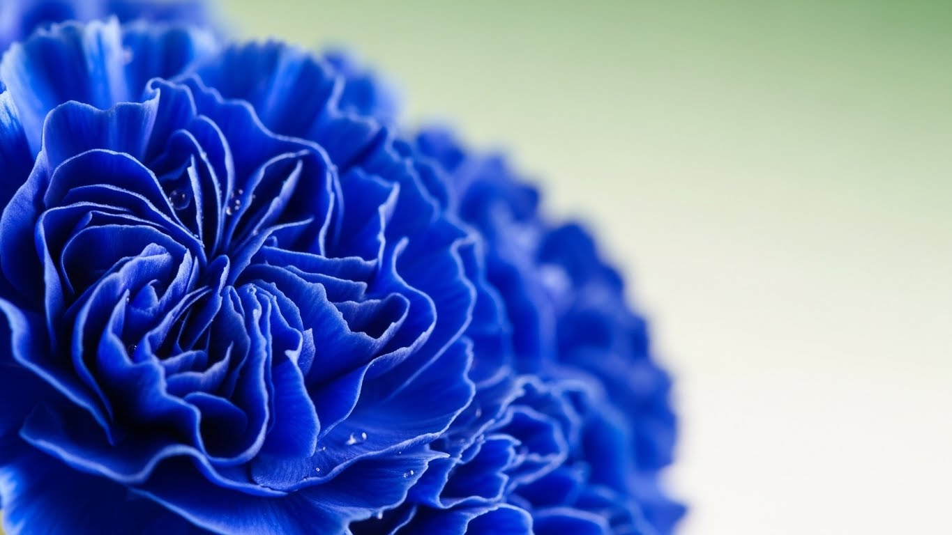 파란 카네이션 꽃말: '행복'과 '기적적인 사랑'을 전하는 가장 특별한 꽃