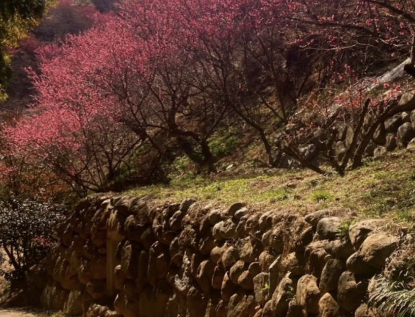 2025 광양매화축제