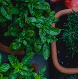 바질 효능 부작용 고르는법 요리 먹는 방법 허브