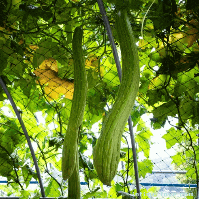 신경통에 효과적인 수세미