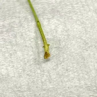 물꽂이 삽목 성공률높이기 깨끗한물 교체주기 빛관리 요령_6