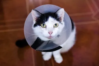 고양이 중성화 비용 수술시기 관리_9