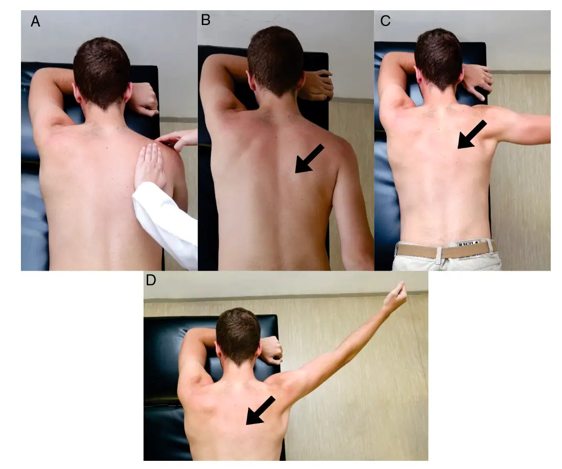 견흉관절(scapulothoracic)의 운동학적 이해와 운동 방법: 전거근과 승모근의 포괄적 분석